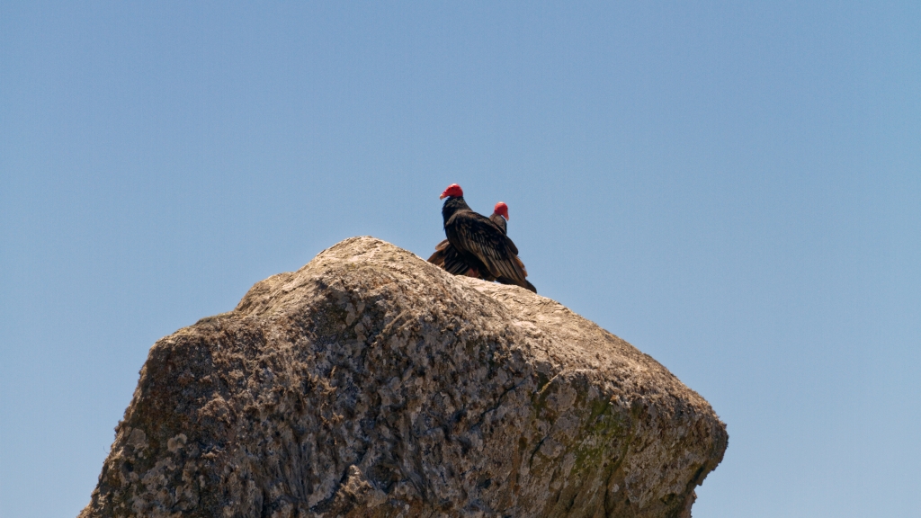 03 - La Serena (4) - Condors.jpg